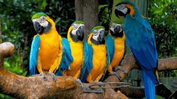 The image showcases a captivating gold macaw, a striking and magnificent bird known for its vibrant plumage and charismatic presence. The macaw's feathers are a brilliant fusion of deep gold.
