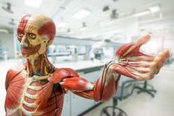 Anatomy model on laboratory background