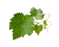 Grape leaves vine branch with tendrils isolated on white background, clipping path included