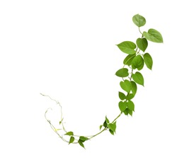 Heart shaped green leaf jungle vines isolated on white background, clipping path included. 
