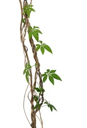 Wild morning glory vine leaves climbing on twisted jungle liana tropical plant isolated on white background, clipping path included