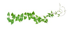 Green leaves wild climbing vine, isolated on white background, clipping path included
