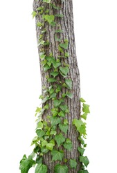 Ivy vines climbing tree trunk isolated on white background, clipping path included