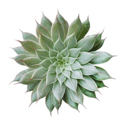 Cactus plant top view isolated on white background, clipping path included