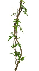 Wild morning glory leaves climbing on twisted jungle liana isolated on white background, clipping path included