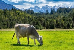 Flat hike in the foothills of the Alps: view of the Alps with a brown cow from Wies, Wildsteig towards the Allgäu Alps, Austria in spring 