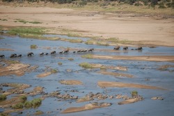 Elephant herd crossing Olifants river in Kruger National Park