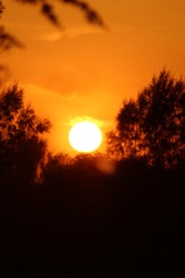 Vibrant sunlight with orange red sky during twilight hours of morning sunrise and evening sunset with trees and flora forming silhouette and orange lens flares visible.
