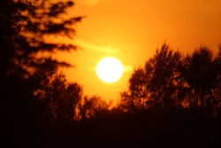 Vibrant sunlight with orange red sky during twilight hours of morning sunrise and evening sunset with trees and flora forming silhouette and orange lens flares visible.