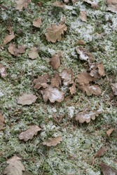 Closeup image of fallen leafs on the ground. First snow on green moss. No people.