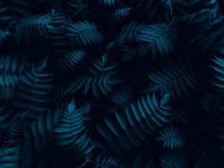natural background made of Dark green-blue tropical leaves