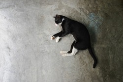 top view sleeping black cat with white marks on cement background,copy space