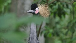 photo of a crown crane