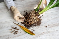 A gloved hand shows the damaged diseased orchid roots on the table. Close-up of the affected orchid roots. The plant needs to be transplanted. Indoor floriculture, care and care of plants.