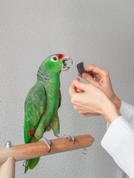 A veterinarian sharpens the beak of a large green parrot. Manicure for a big parrot. Professional veterinary care for parrots and domestic birds.
