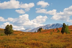 Atmospheric summer mountain landscape. Bright landscape with large mountains and a steppe of yellow dwarf birch in a light haze on a clear day under white clouds. Altai Mountains.