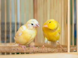 Selective focus. Canaries communicate, the mother teaches the chick. Feeding a baby canary.