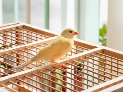 Young male Curious orange canary looks straight sitting on a cage on a light background. Breeding songbirds at home.