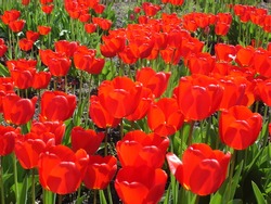 Red Tulip flowers