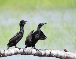 A couple of Indian Cormorant, black water birds, perched on big branch over paddy field at Pakphli reserve area, Nakhon Nakok, Thailand. Action shot of wildlife in natural habitat of Asian wetland.
