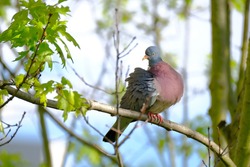 wild forest pigeon, wood pigeon, Columba palumbus, sitting on a branch of Marsh oak Quercus palustris, concept ornithology, birds of europe, nature protection