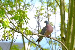 wild forest pigeon, wood pigeon, Columba palumbus, sitting on green branch of Marsh oak Quercus palustris, concept ornithology, birds of europe, nature protection
