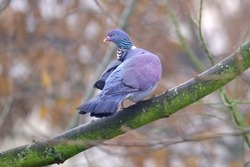 wild wood pigeon, Columba palumbus sitting in forest on branch of marsh oak Quercus palustris, concept ornithology, birds of Germany, fauna natural zones temperate zone of europe, nature protection