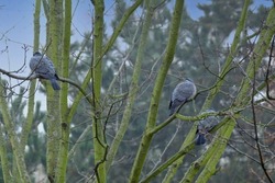 three wild wood pigeons, Columba palumbus sitting in foggy forest on branch of marsh oak, concept ornithology, birds of Germany, fauna natural zones temperate of europe, nature protection