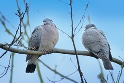 two wild wood pigeons, Columba palumbus sitting in forest on branch of marsh oak Quercus palustris, concept ornithology, birds of Germany, fauna natural zones temperate of europe, nature protection