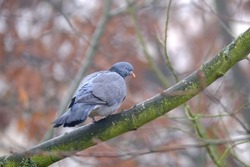 wild wood pigeon, Columba palumbus sitting in forest on branch of marsh oak Quercus palustris, concept ornithology, birds of Germany, fauna natural zones temperate zone of europe, nature protection
