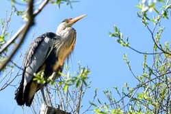 gray heront, Ardea cinerea, massive long-legged wading bird with long neck, curved beak sits on tree, migration birds of family Ciconiiformes, nest on coast of lakes, seas, animal habits in nature