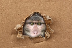 Macaca fuscata, Japanese macaque, brown northern monkey looks through hole in cardboard form, kraft paper, conceptconducting medical experiments on primates, animal disease, monkeypox virus infection