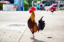 Big Rooster crowing in the streets of Key West, Florida, United States.