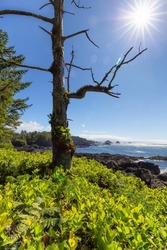 Lush green trees and bushes overlooking the Ocean in the Morning. Ancient Cedars Loop Trail. Ucluelet, British Columbia, Canada. Adventure Travel.