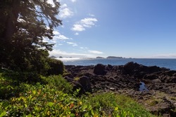 Lush green trees and bushes overlooking Rocky Coast and Ocean. Ancient Cedars Loop Trail. Ucluelet, British Columbia, Canada. Adventure Travel.