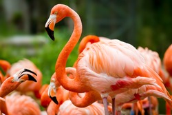 Photo pink flamingos in sun