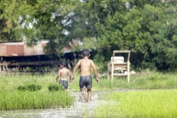 boy and friend are enjoy running and playing in rice farm  