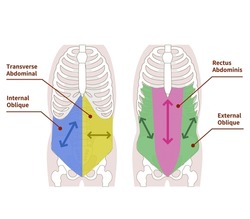 Illustration illustrating the direction of muscle fibers in the abdominal muscle group