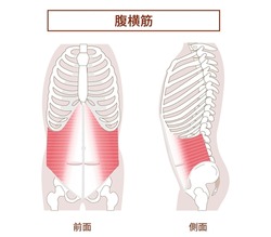 Transversus abdominis Muscle Illustration of abdominal muscle group Side view and front view[Translation: Illustration of abdominal muscles, transverse abdominal muscles]