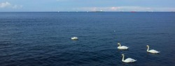 Swan in the sea in Gdynia, Poland