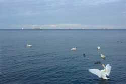 Swan in the sea in Gdynia, Poland