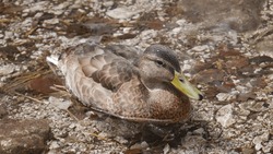 duck bird animal wildlife germany