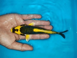 beautiful pattern yellow black koi fish