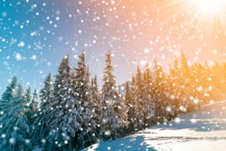 Beautiful winter landscape. Pine trees with snow and frost on mountain slope lit by bright sun rays on colorful blue sky and falling snowflakes background. Happy New Year and merry Christmas card.