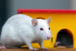 White funny domestic pet rat near yellow plastic toy house.