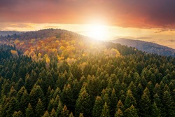 View from above of dense pine forest with canopies of green spruce trees and colorful yellow lush canopies in autumn mountains at sunset.