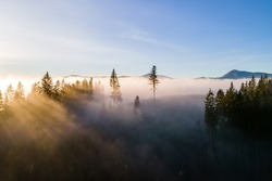 Dark green pine trees in moody spruce forest with sunrise light rays shining through branches in foggy fall mountains.