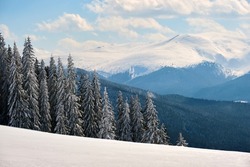 Winter landscape with high mountain hills covered with evergreen pine forest after heavy snowfall on cold wintry day.