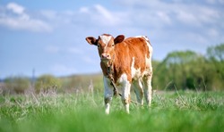 Young calf grazing on green farm pasture on summer day. Feeding of cattle on farmland grassland