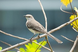 A Northern mockingbird bird perched on a tree branch